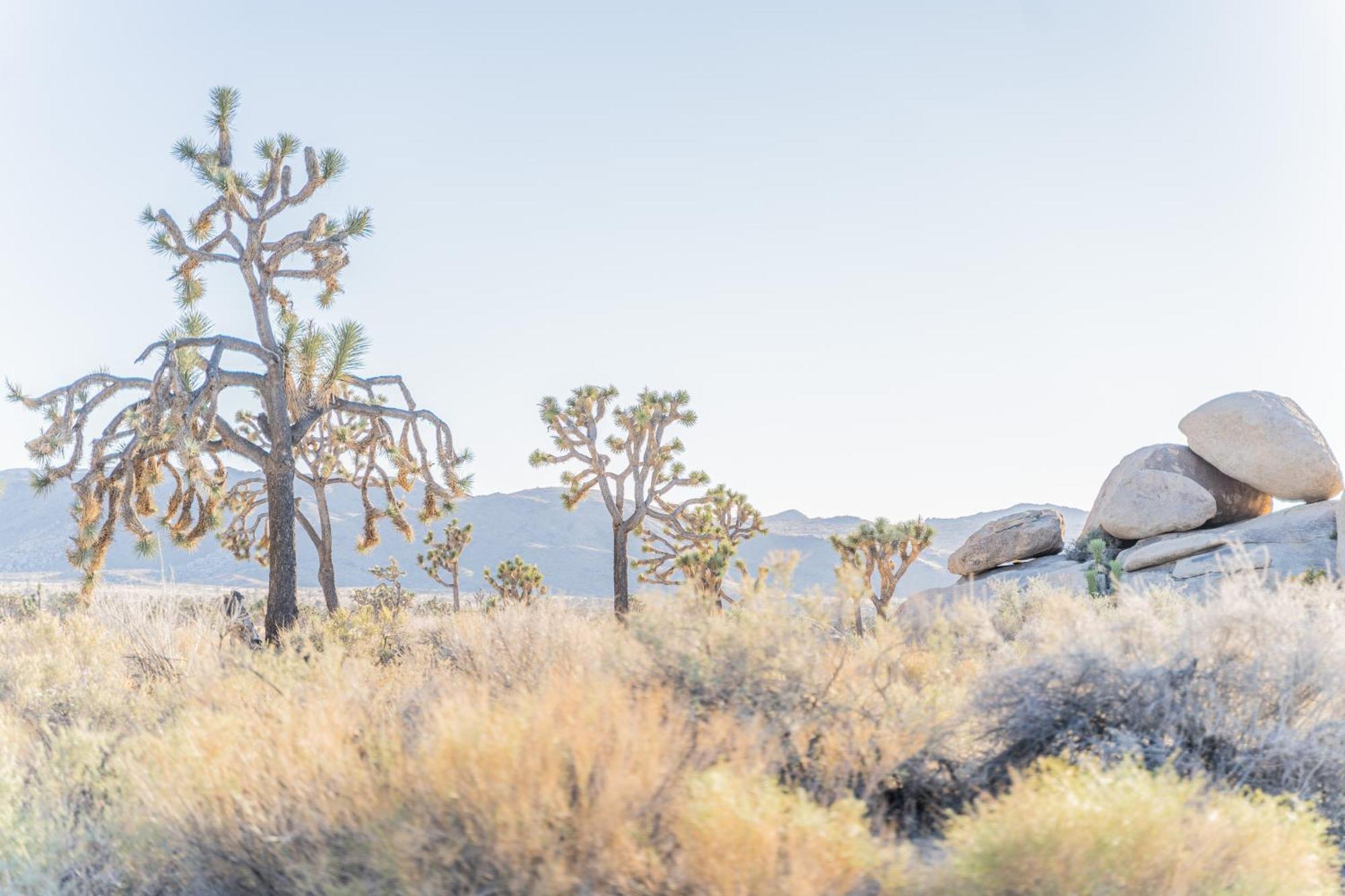 New Property! The Cactus Villas At Joshua Tree National Park - Pool, Hot Tub, Outdoor Shower, Fire Pit Twentynine Palms Eksteriør bilde