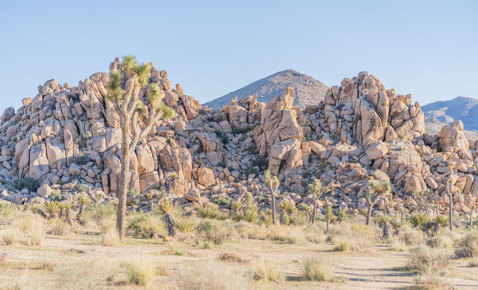 New Property! The Cactus Villas At Joshua Tree National Park - Pool, Hot Tub, Outdoor Shower, Fire Pit Twentynine Palms Eksteriør bilde